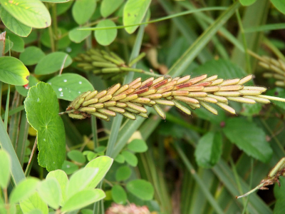 [Sticking out from a plant is a long stem with dozens of long thin pods along the length of the stem. The pods are mostly green, but some are turning a rust brown color. ]